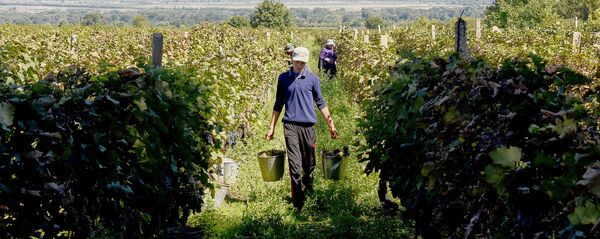 Ртвели в Кахети - сбор урожая винограда в Восточной Грузии - Sputnik Грузия