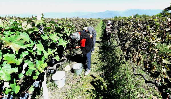 В регионе Кахети, на востоке Грузии, достиг самого пика сезон сбора винограда - Ртвели - Sputnik Грузия