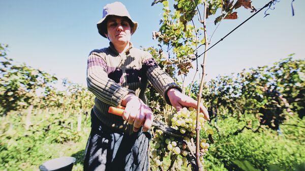 Черный виноград, тот же Саперави, стоит дороже – от 1,5 до 2 лари (0,5-0,7 доллара)
 - Sputnik Грузия