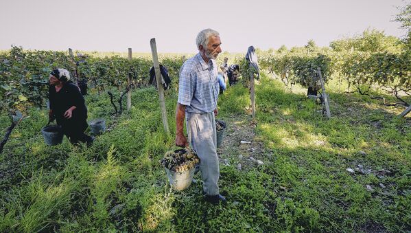 Из такого количества винограда можно сделать 125 миллионов литров вина - Sputnik Грузия