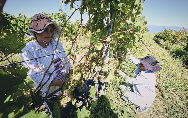 В  этом году ожидается богатый урожай - около 200-250 тысяч тонн разных сортов винограда


 - Sputnik Грузия