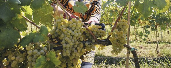 რთველი კახეთში - Sputnik საქართველო