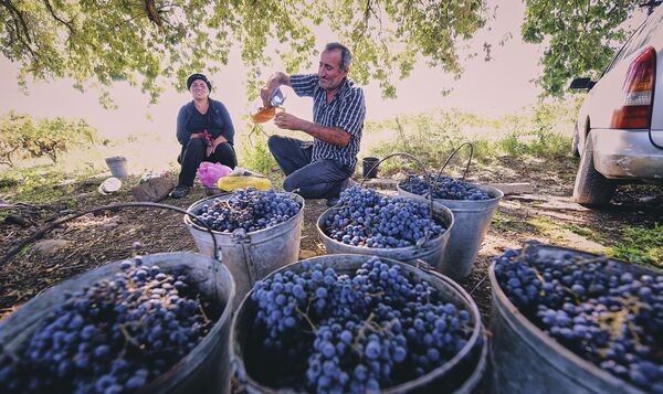 რთველი-2019: კახეთში 165 ათასი ტონა ყურძენი აიღეს - Sputnik საქართველო