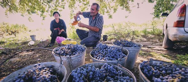 რთველი კახეთში რთველი კახეთში - Sputnik საქართველო