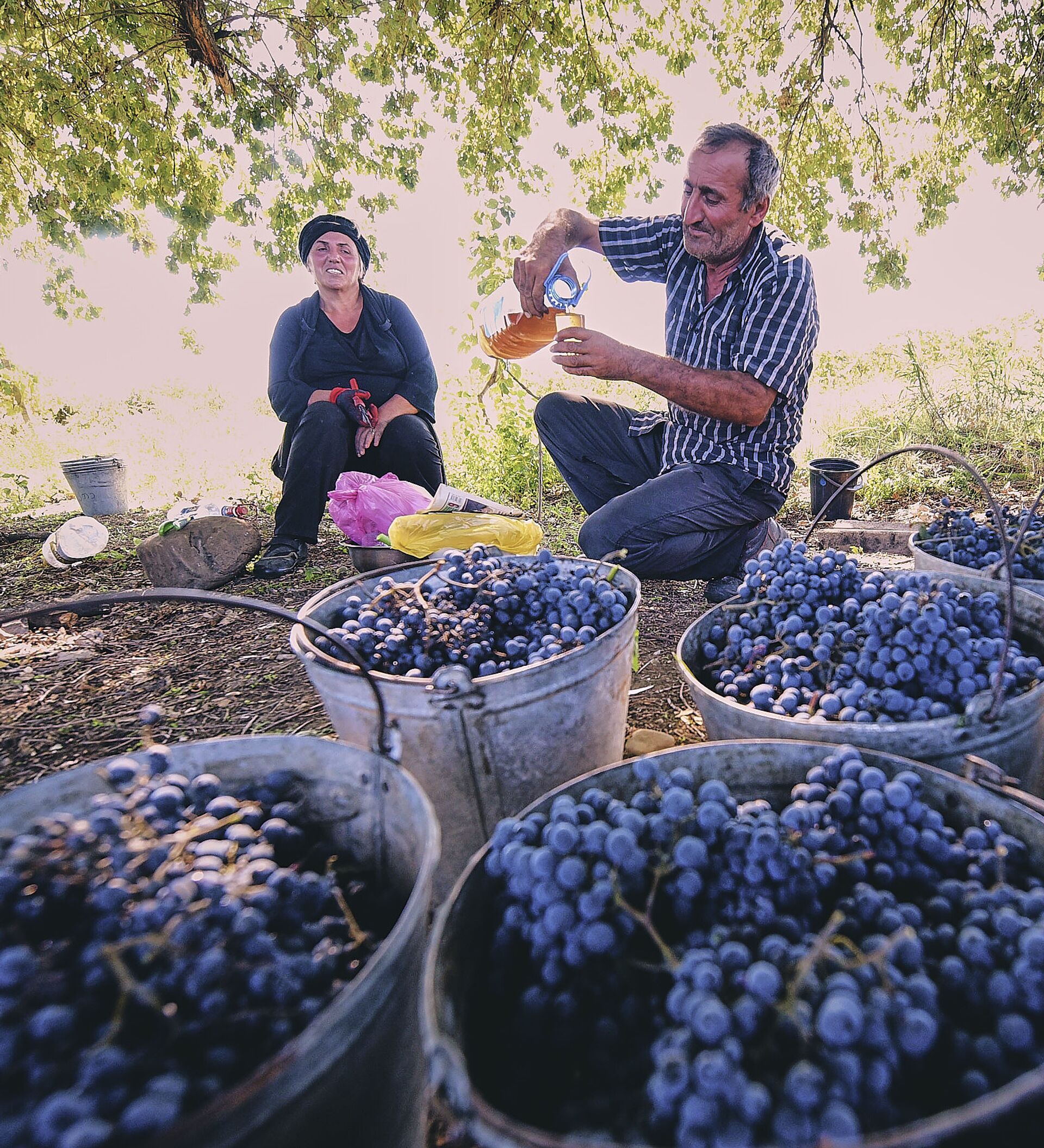 виноградники в израиле