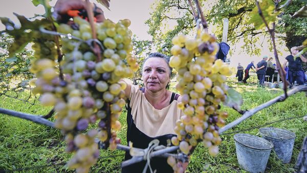Ртвели в Кахети - сбор урожая винограда в Восточной Грузии - Sputnik Грузия