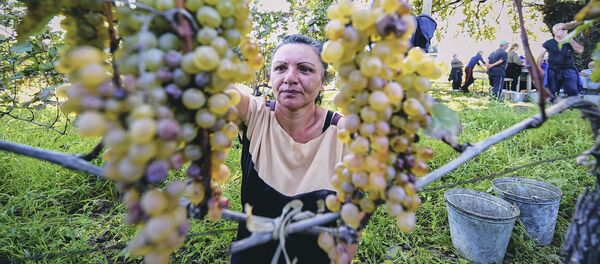 რთველი რთველი - Sputnik საქართველო