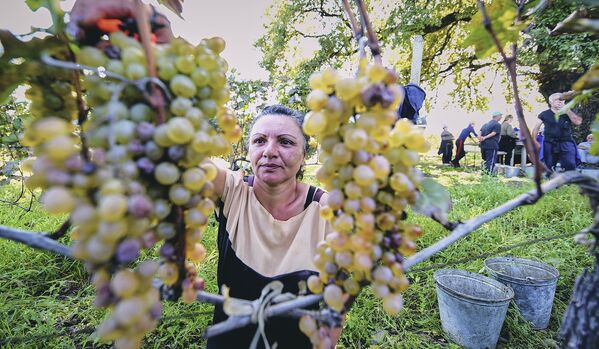 Цена за килограмм зависит от вида и качества винограда - Sputnik Грузия