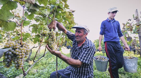 Большую часть винограда крестьяне сдают на винные заводы - Sputnik Грузия