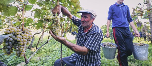 Ртвели в Кахети - сбор урожая винограда в Восточной Грузии - Sputnik Грузия