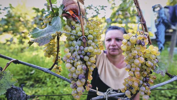 Ртвели в Кахети - сбор урожая винограда в Восточной Грузии - Sputnik Грузия