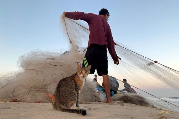 Кошка и палестинский рыбак на пляже в северной части Сектора Газа  - Sputnik Грузия