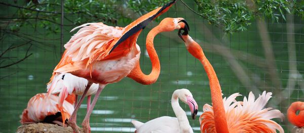 ფლამინგო ფლამინგო - Sputnik საქართველო