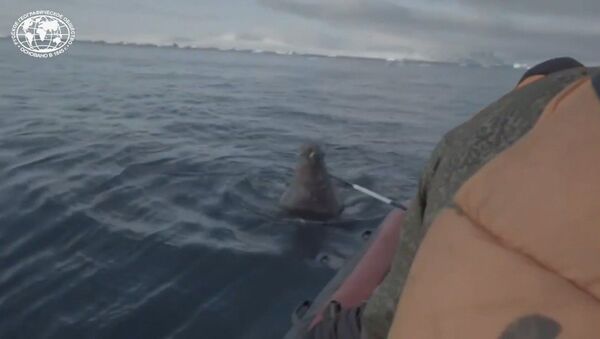 Экспедиция Северного флота спасается бегством от моржа - видео - Sputnik Грузия