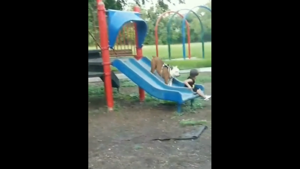 Малыш с собакой решили покататься на горке, но что-то пошло не так – смешное видео - Sputnik Грузия
