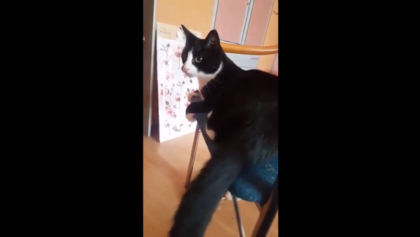 Кот немного задумался и вырубил себя своим же хвостом – забавное видео - Sputnik Грузия