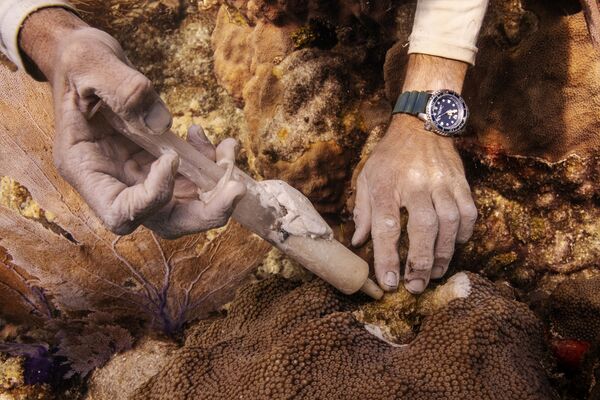 Сначала гибнут не сами кораллы, а зооксантеллы – особые микроскопические водоросли, живущие в симбиозе с ними - Sputnik Грузия