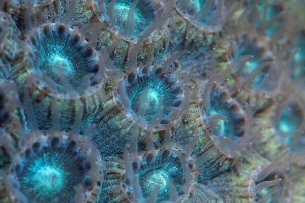 Они не просто придают живописную окраску кораллам: их главное назначение помогать кораллам использовать энергию Солнца, поскольку сами кораллы не способны к фотосинтезу - Sputnik Грузия