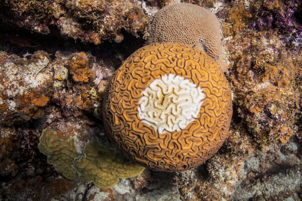В отличие от обычных водорослей, часто конкурирущих с кораллами за жизненное пространство, зооксантеллы выполняют особую функцию - Sputnik Грузия