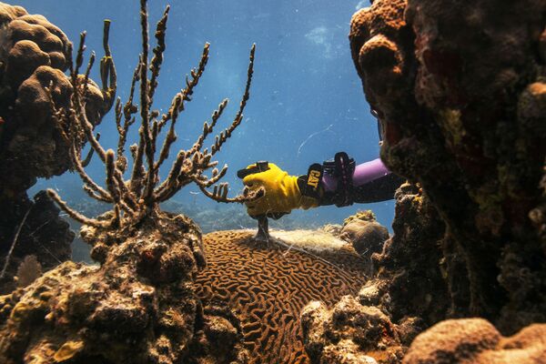 Техник-исследователь удалет погибшую часть коралла вида Pseudodiploria strigosa возле Университета Виргинских островов в Сент-Томасе - Sputnik Грузия