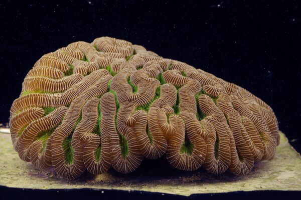Деградация и гибель чувствительных водорослей из-за изменения температуры – это то самое обесцвечивание, которого боятся следящие за состоянием рифов морские биологи - Sputnik Грузия
