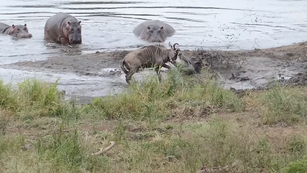 Бегемоты отбили антилопу у крокодилов – видео схватки животных - Sputnik Грузия
