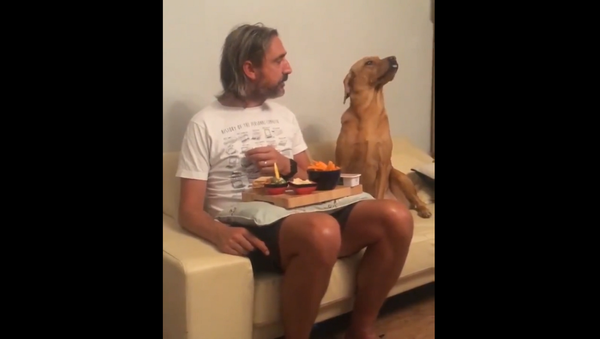 Голодный, но гордый: подглядывающий за обедом хозяина пес рассмешил Сеть – видео - Sputnik Грузия
