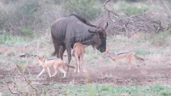 Антилопа гну защищает детеныша от напавших шакалов – видео напряженной схватки - Sputnik Грузия