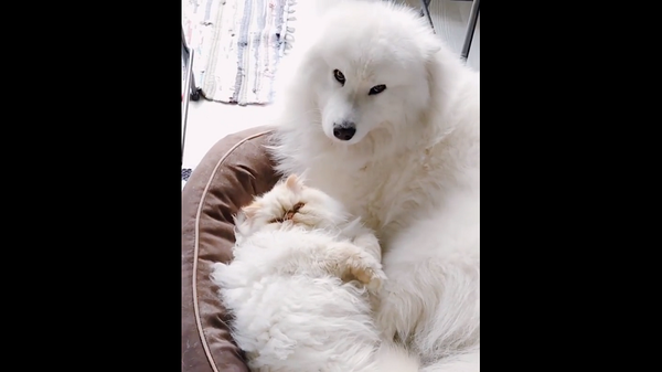 Ревнивый пес мешает хозяйке гладить кота – забавное видео - Sputnik Грузия