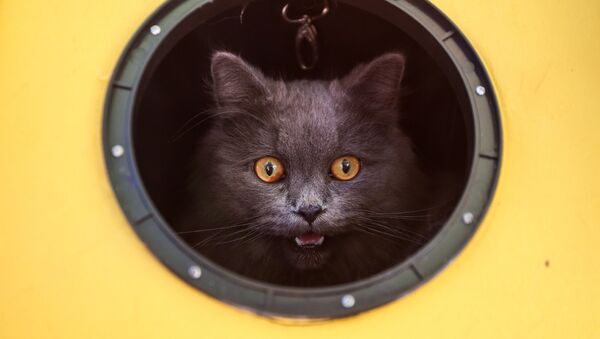 Кошка в круглом окне - Sputnik Грузия