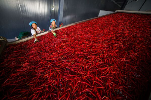 Работники сортируют перец чили, провинция Гуйчжоу, Китай - Sputnik Грузия