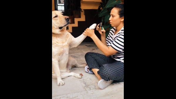 Собака падает в обморок от стрижки когтей – смешное видео - Sputnik Грузия