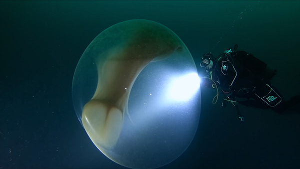 Это просто фантастика: вид отложенных яиц кальмара удивил соцсети – видео - Sputnik Грузия
