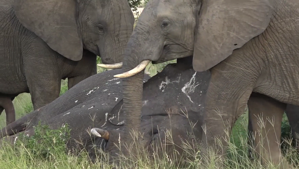 Что случается с огромным слоном после его смерти в дикой природе – видео - Sputnik Грузия