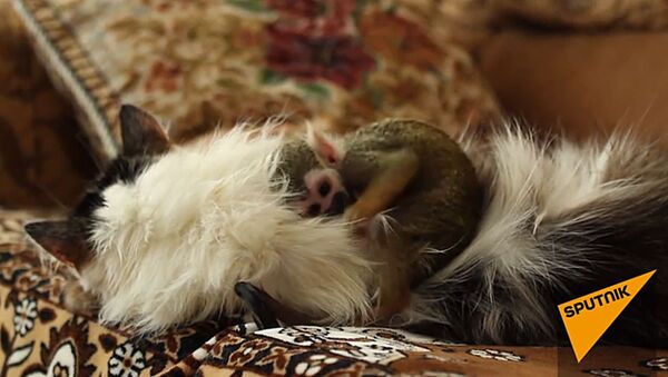 Домашняя кошка заменила маму брошенной обезьяне – умилительное видео - Sputnik Грузия