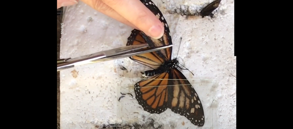 Девушка нашла бабочку с поврежденным крылом и сотворила настоящее чудо – видео - Sputnik Грузия