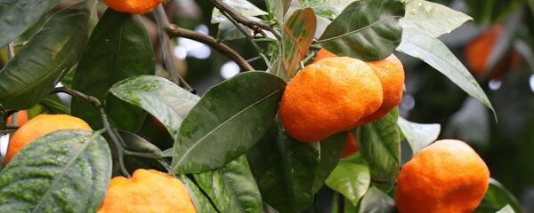 მანდარინი მანდარინი - Sputnik საქართველო