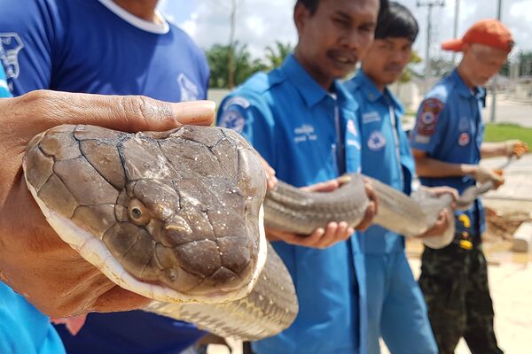 Четырехметровая королевская кобра, пойманная таиландскими спасателями в ливневой канализации поселка в провинции Краби - Sputnik Грузия