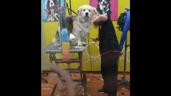 Хозяин обманом привел пса в парикмахерскую, его взгляд бесценен – видео - Sputnik Грузия