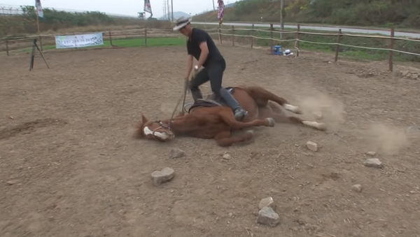 Ленивая лошадь притворяется мертвой при попытке ее оседлать – забавное видео - Sputnik Грузия