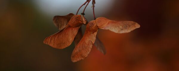 შემოდგომა - Sputnik საქართველო