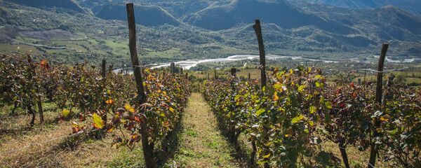 რთველი რაჭაში - Sputnik საქართველო