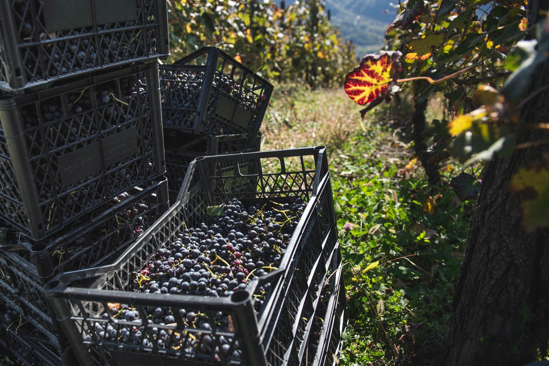 Сбор урожая винограда ртвели в высокогорном регионе Рача  - Sputnik Грузия, 1920, 05.10.2022