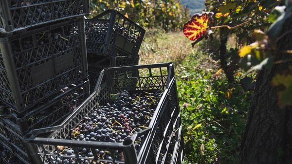 Сбор урожая винограда ртвели в высокогорном регионе Рача  - Sputnik Грузия