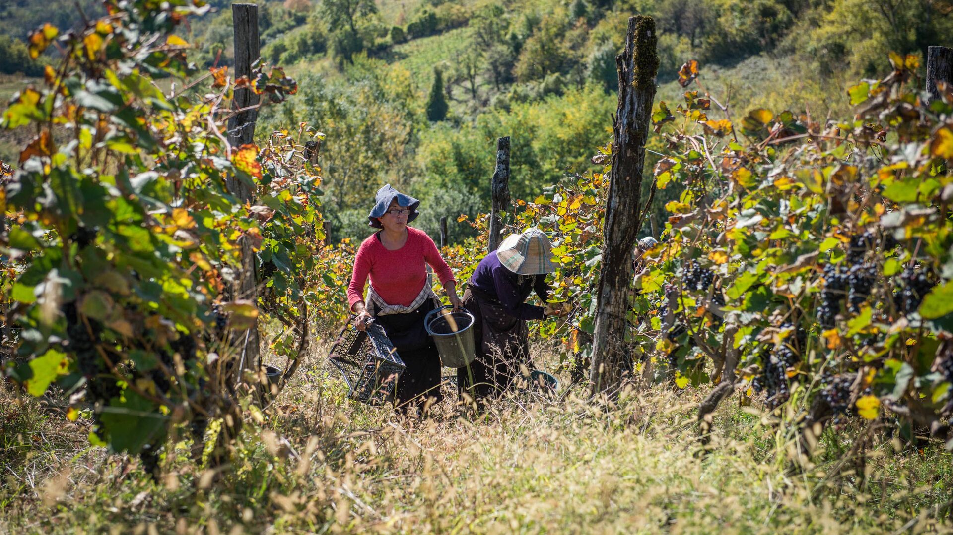 რთველი რაჭაში რთველი რაჭაში - Sputnik საქართველო, 1920, 26.06.2021
