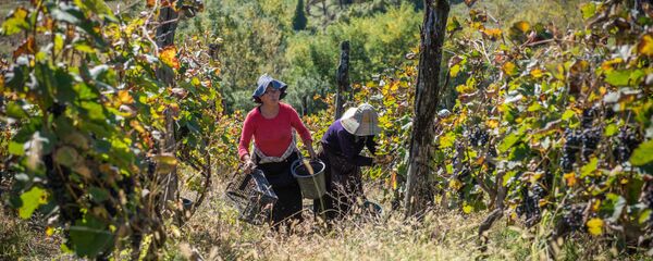 Сбор урожая винограда ртвели в высокогорном регионе Рача - Sputnik Грузия