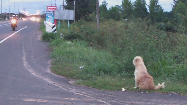 Потерянная собака 4 года ждала хозяйку на дороге – удивительная история на видео - Sputnik Грузия