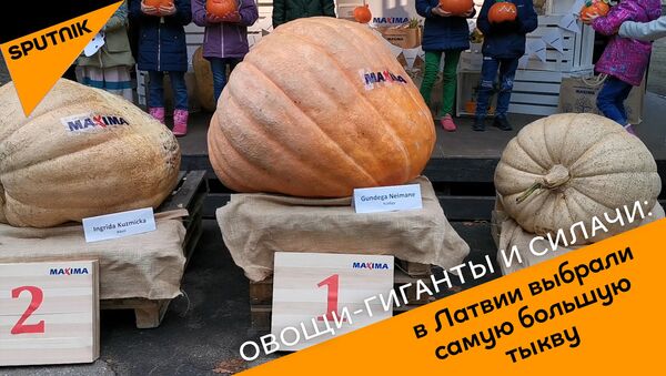 Овощи-гиганты и силачи: в Латвии выбрали самую большую тыкву - Sputnik Грузия