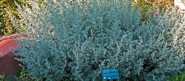 აბზინდა - Sputnik საქართველო