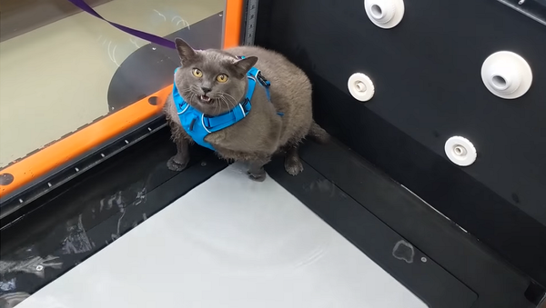 Ленивая кошка обхитрила хозяев, заставляющих ее худеть – видео - Sputnik Грузия